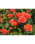 Spray Rose Alegria квіти